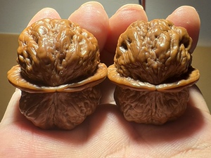 野生铁核桃 血舍利 尺寸37mm 纹理爆 蟾型好 走色好 把玩半年