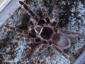 巴伊亚猩红捕鸟蛛