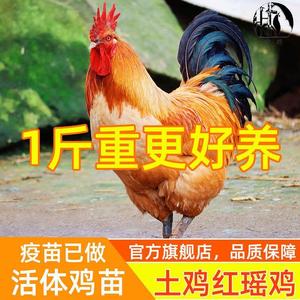 一斤鸡苗红瑶固始鸡淮南王土种青脚麻鸡包活土鸡重活的大红公鸡