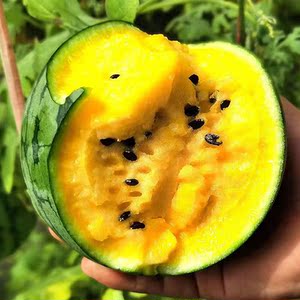 精品黄瓤小兰西瓜花粉授粉薄皮果肉细腻脆甜当天摘当天发孕妇可吃