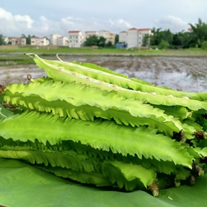 2023海南豆角四棱豆四角豆龙角豆皇帝豆鲜嫩应季新鲜蔬菜现摘整箱