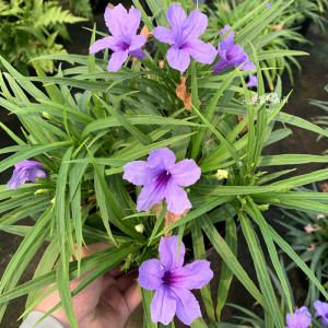 莫里斯花园  矮生翠芦莉多年生庭院花境盆栽耐热耐寒植物