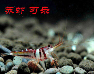 苏拉威西虾