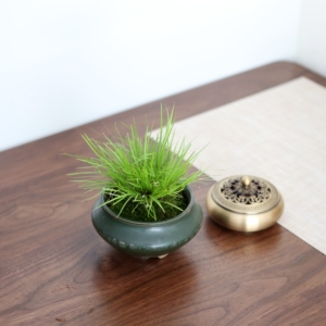 姬菖蒲盆栽岩石假山造景植物微型盆景黄金胧月虎须金钱黄金姬凤凰