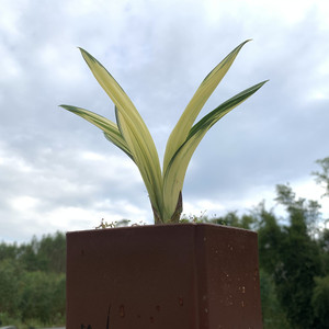 中透黄金达摩矮种墨兰名贵兰草翁源兰花好养易养