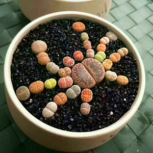 多肉植物 螃蟹 diy生石花 pp 拼盘带盆发货盆口径11cm碧落绿植