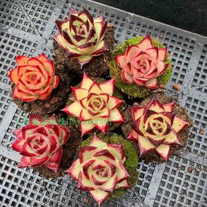 多肉植物 景天属 乌木 库苏 橙乌木 黑檀汁 一物一拍 冠幅5cm左右