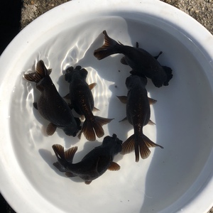 金鱼活体 黑龙背球 蛋龙球 稀有 精品