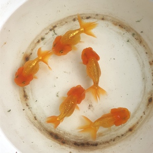 【武汉猫狮】武汉猫狮品牌,价格 - 阿里巴巴