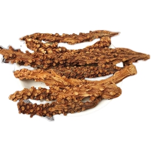 虎鞭草云南苗药顶天柱子孙草强劲草强硬草男性泡酒不老草枸杞锁阳