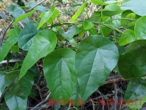 500克新鲜粪箕笃蛤乸草田鸡草飞天雷公犁壁藤铁板膏药草(发顺丰)