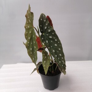 黑骑士秋海棠竹节蟆叶雨林造景植物室内彩色观叶植物特价趣味绿植