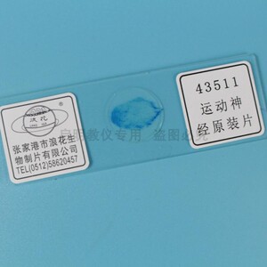 运动神经元装片