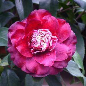 黑龙茶花樱桃节新品种树苗庭院室外大朵盆栽带花苞稀有名贵黑冠