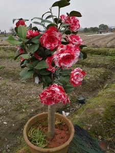 山茶花小苗 大红茶花苗 茶花球 耐冬冻茶花树苗14人付款19