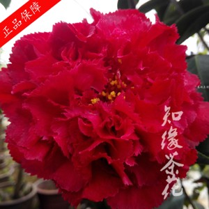 毛缘黑玛瑙大黑红金蒂扦插原生树苗大苗嫁接盆栽山茶花云杂南茶花