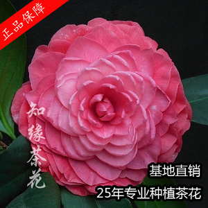 紫禁城茶花