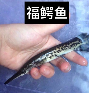 热带观赏鱼中大型淡水火箭长嘴鳄尖嘴鳄雀鳝福鳄鱼苗活体龙鱼配鱼
