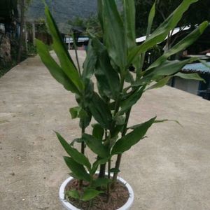 花辰夕家居专营店天猫阳菏姜种苗新鲜阳荷茗荷 洋