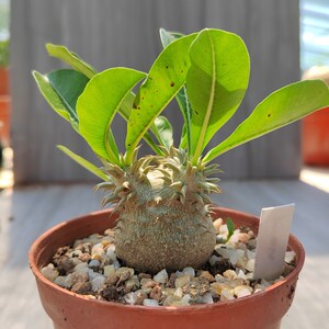 惠比须笑大黑 夹竹桃科棒槌属多肉植物办公客厅小盆栽包邮!