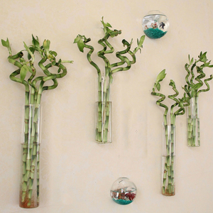 DIY创意圆柱壁挂式富贵竹透明玻璃水培植物花瓶花插居家室内装饰