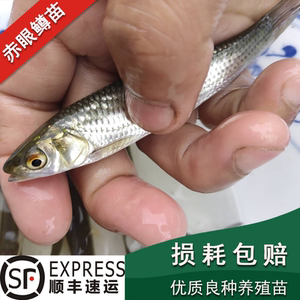 赤眼鳟红眼草鱼苗活体淡水路亚鱼塘养殖杂食性烧火草鱼苗红眼鱼苗
