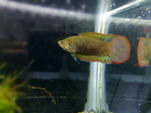 对图发鱼,包邮,成公鱼,中国斗鱼,圆尾斗鱼,斗鱼,6-7公分