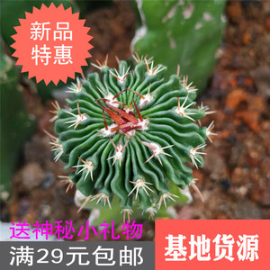 千波万波锦 实生多棱玉 狂刺仙人球会开花多肉植物防辐射基地货源