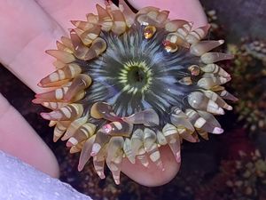 樱花海葵 海水鱼缸观赏生物