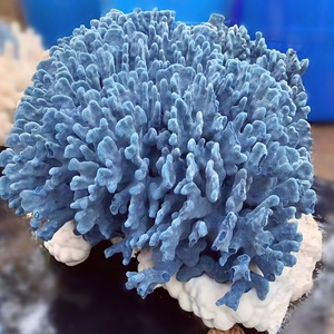 天然海洋蓝珊瑚居家招财摆件超大海螺贝壳鱼缸造景大厅办公摆件