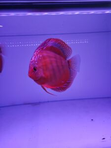 七彩神仙鱼红卡