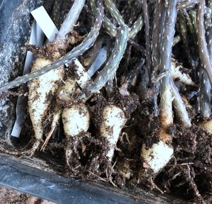 邯郸多肉大棚仙人球团扇块根黑龙实物拍摄