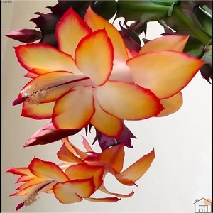 黄金蟹爪兰新品重瓣大花多色四季开花阳台窗台绿植盆栽室内花卉黄