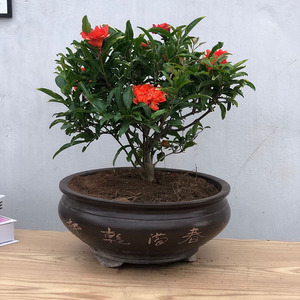 牡丹石榴花苗重瓣花老桩大苗四季盆栽阳台庭院观花植物盆景花卉