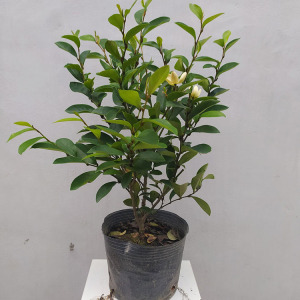 【宫粉紫荆苗】宫粉紫荆苗品牌,价格 - 阿里巴巴