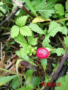 蛇莓 地莓 蛇泡草 野草莓 地杨梅 野杨梅 龙吐珠 珠爪蛇果