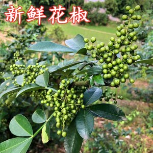 藤椒新鲜青花椒重庆特产350g真空保鲜新花椒生麻椒鲜青藤椒鲜花椒