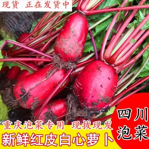水萝卜四川特产农家红皮萝卜10斤新鲜白肉红萝卜泡菜胭脂萝卜原料