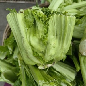 青菜头新鲜重庆