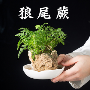 狼尾蕨盆栽植物苔藓组合盆栽禅意日式桌面书房造景办公室耐阴绿植