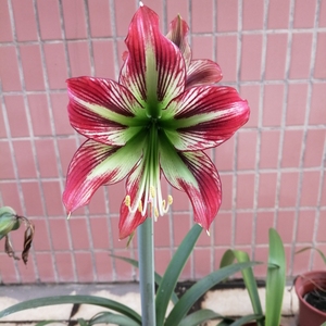 00水清天蓝7958淘宝朱顶红猫凤,母球5.