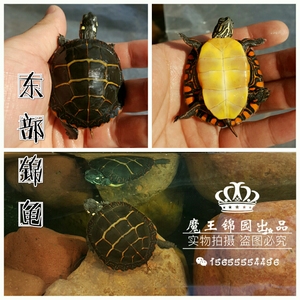 东北自养东部锦龟仿生冷水冬眠东锦龟水龟头苗顺丰空运