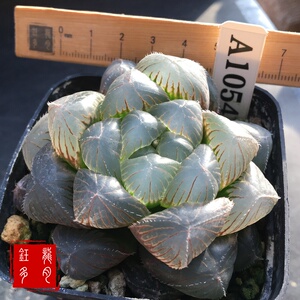 冰魄玉露包邮