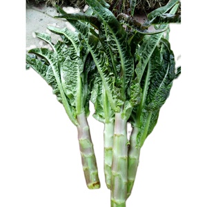 四川 莴笋青笋 莴苣新鲜蔬菜 茎用莴苣笋莴菜香莴笋莴3斤装包邮
