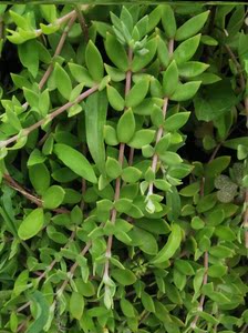 垂盆蛇丹草可食用正宗中药材狗牙瓣吊兰多肉植物降糖养肝护肝绿植