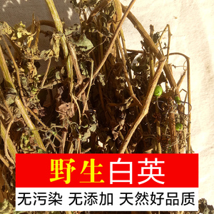 白毛藤白英