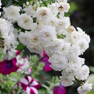 彗星 月季花白色 耐热阳台微型垂吊月季四季开花微月