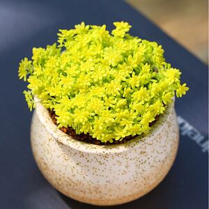黄金万年草多肉植物清棚盆栽花卉含盆含土精品大原盆发货好养