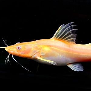金丝猫鱼活体黄金招财猫鱼新手大型热带鱼观赏鱼混养龙鱼配鱼