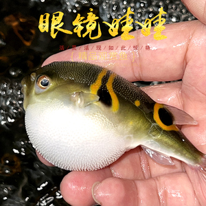 眼镜娃娃鱼 8字弓斑河豚潜水艇炸弹鸡泡鱼东方鲀凶猛狗头萌宠活体
